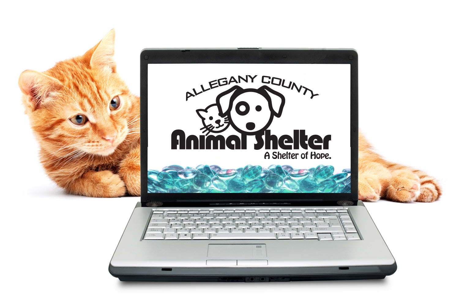 Chat allongé derrière un ordinateur portable avec le logo Allegany County Animal Shelter à l'écran