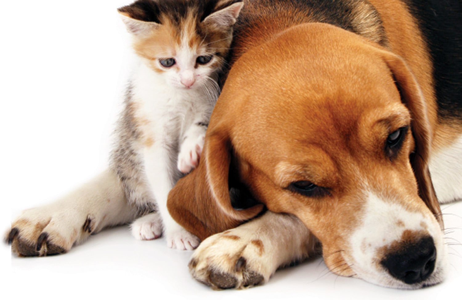 Kitten cuddling with a dog