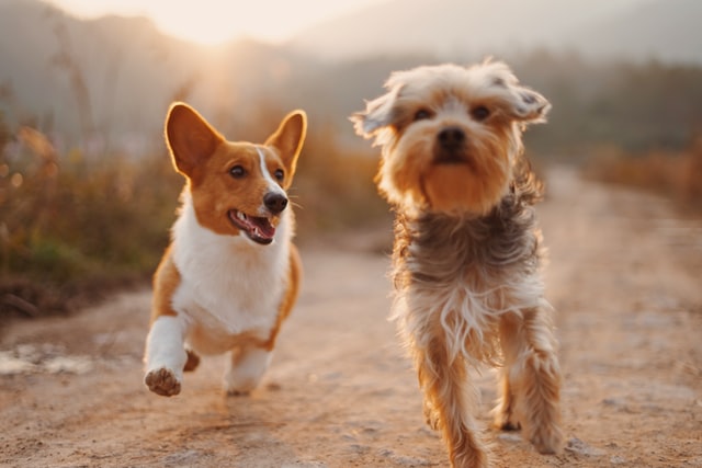 Two dogs walking down a dirt road