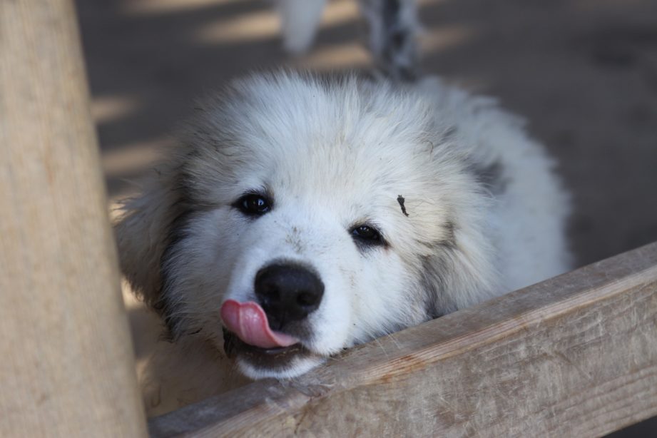 Dirty Great Pyrenees puppy