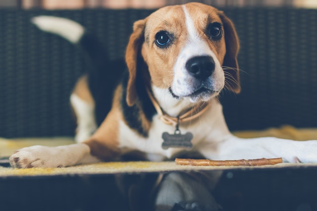 Beagle in play bow position