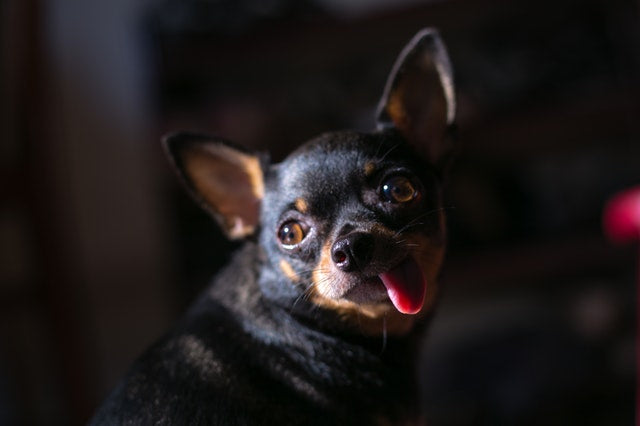 Chihuahua noir et brun avec la langue pendante