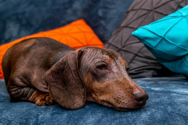 Eldery Daschund sleeping