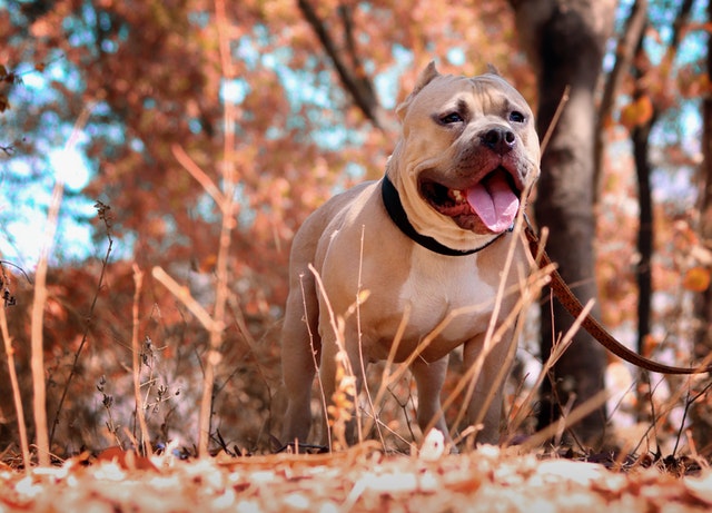 Smiling pitbull walking in the woods