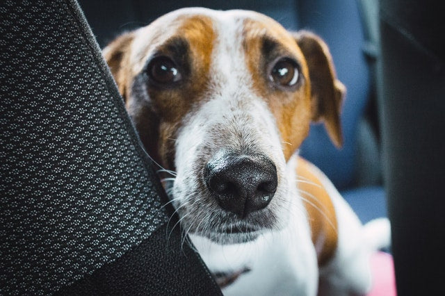 Jack Russell Terrier in the back seat of a car