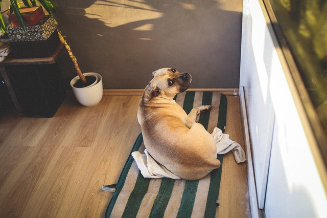 American Staffordshire Terrier lauing sur un porche