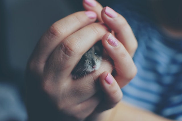 Hamster pris dans les mains d'une jeune fille