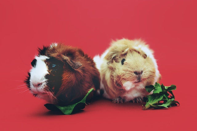 Two Guinea Pigs eating lettuce