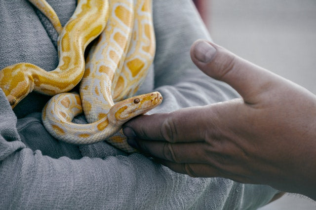 A yellow snake crawling into its owners hands