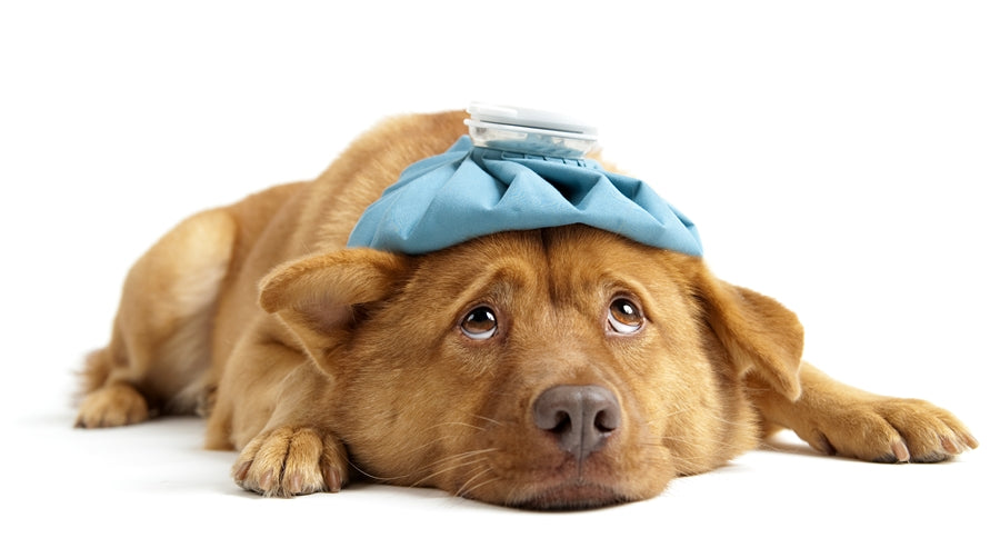 Sick dog with a blue ice pack on its head