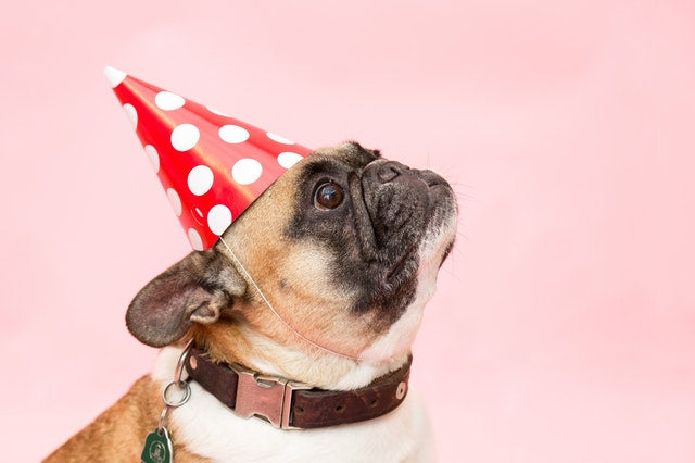 Pug wearing a red and white polka dot party hat