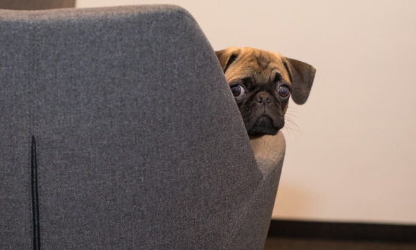 Pug peeking out from around the couch