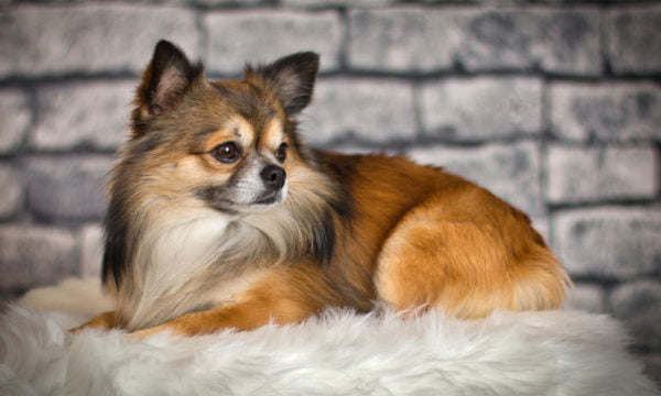 Long haired chihuahua laying down