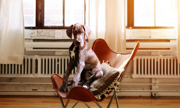 Great Dane sitting on a chair