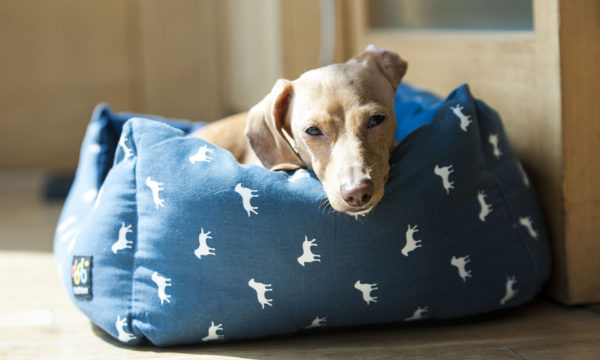 Daschund laying in a blue bed