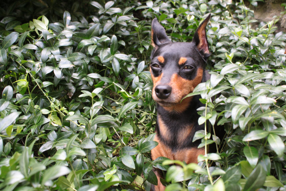 Pinscher allemand debout dans un buisson