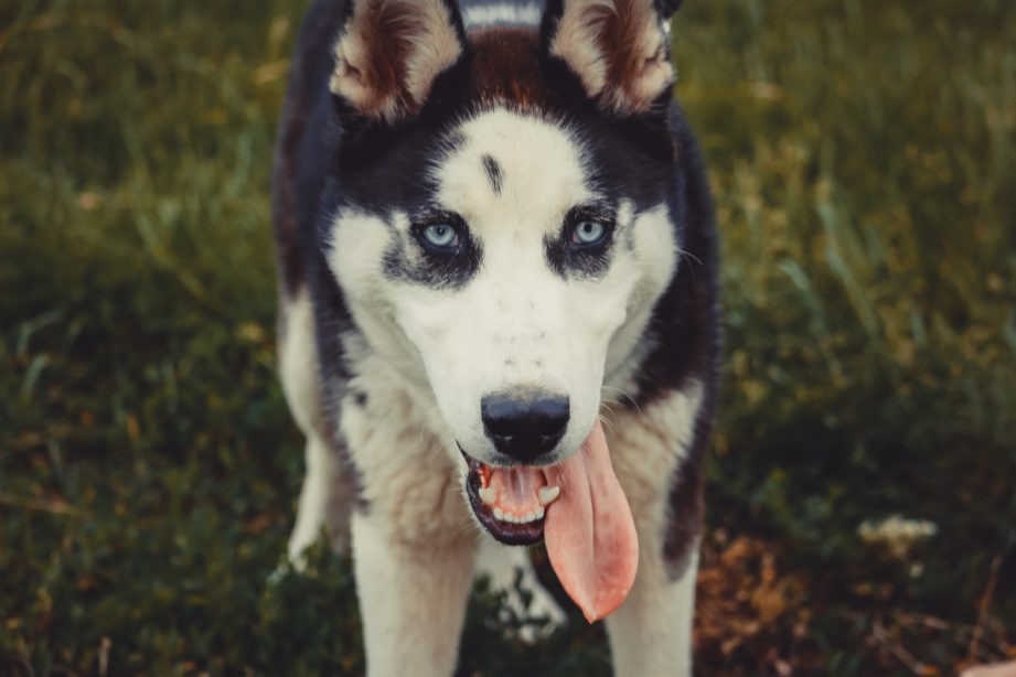 Husky sibérien avec sa langue pendante