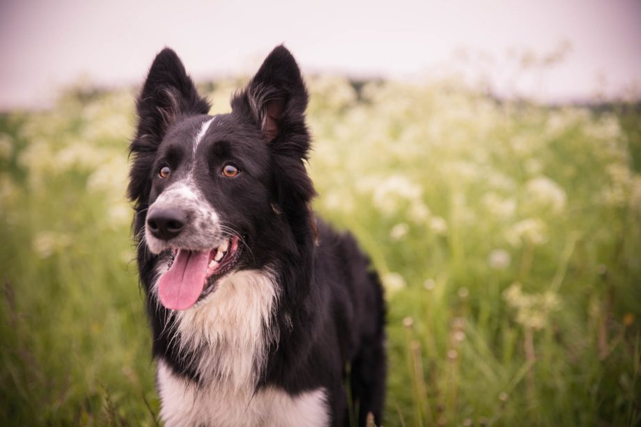 Smiling Border Collie in a field