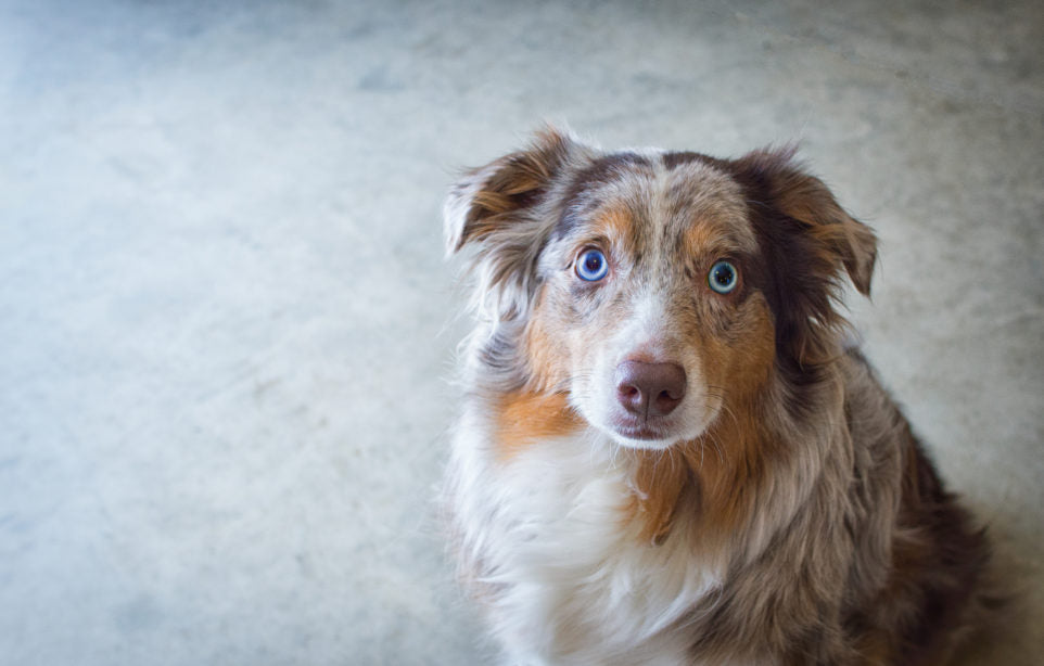 Wide-eyed Australian Shepherd