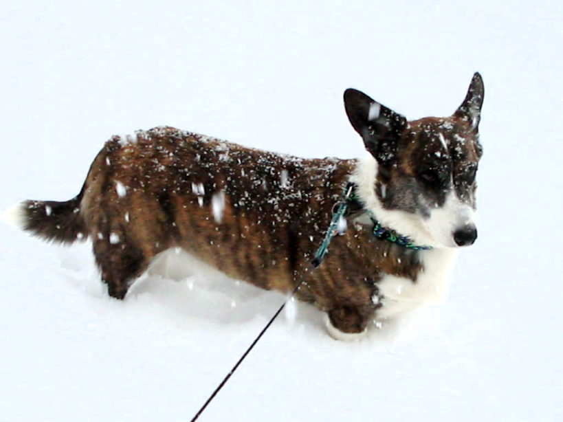 Corgi marchant dans la neige