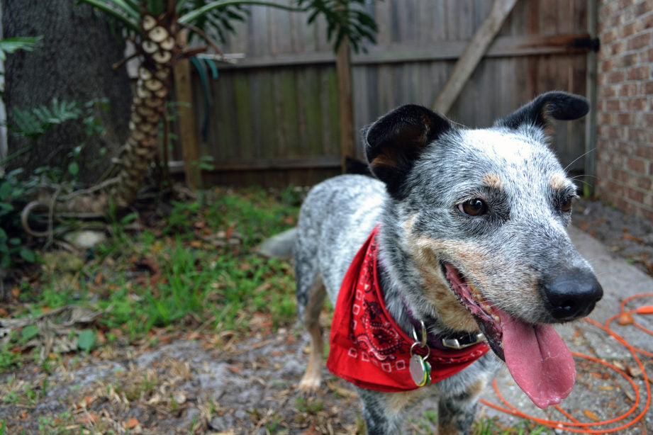 Australian Cattle Dog wearing a red bandana