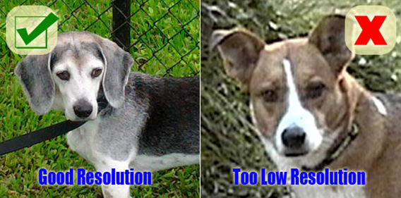 Photo de chien bonne résolution vs mauvaise résolution