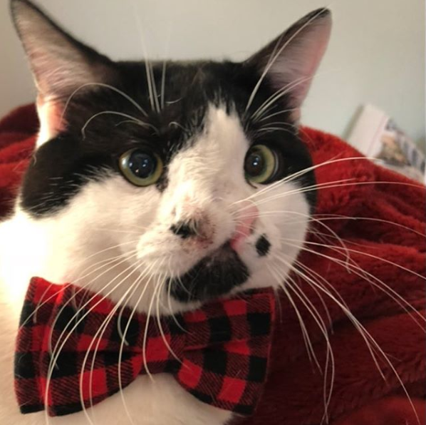 Black and white cat with two noses wearing a bowtie