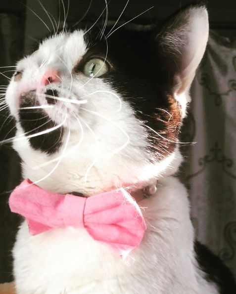 Memphis le chat à deux nez portant un nœud papillon rose