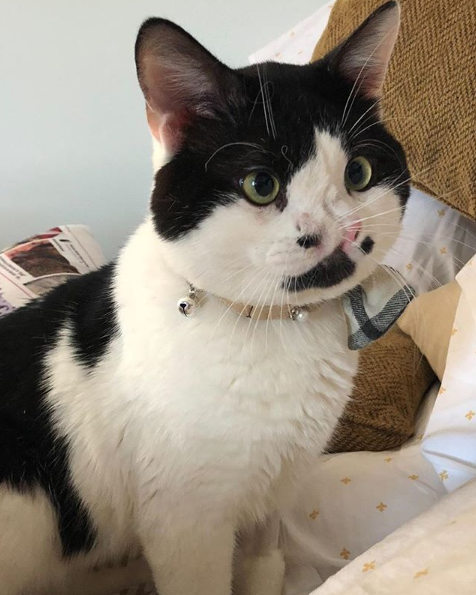 Memphis the two-nosed cat wearing a collar with bells