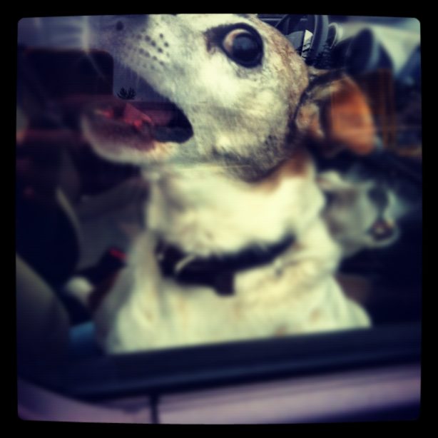 Dog inside a hot car with the windows rolled up.