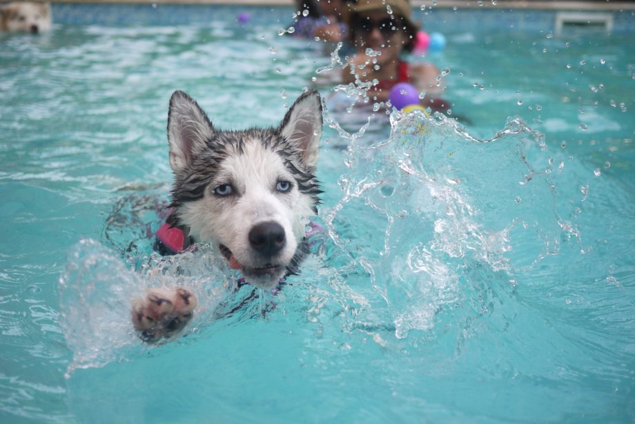 Happy husky swimming in a pool.