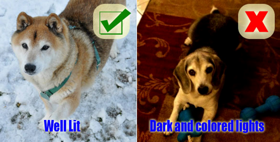 Well Lit vs. Poorly Lit Dog Photos