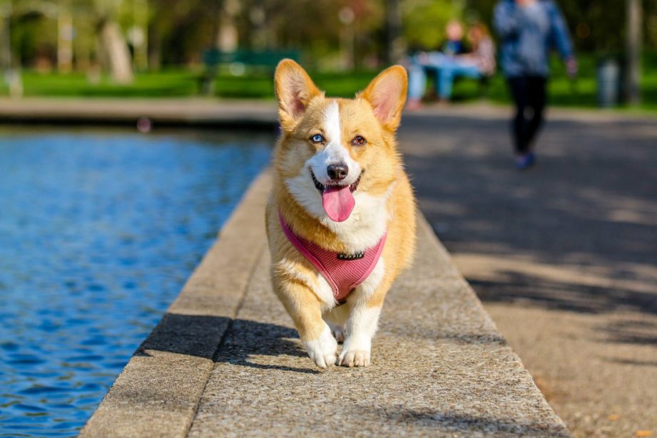 Smiling corgi with two different colored eyes walking in the park.