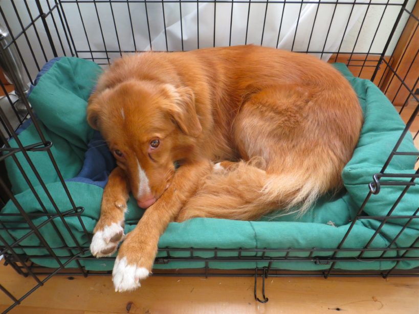 Red haired dog laying down in their kennel