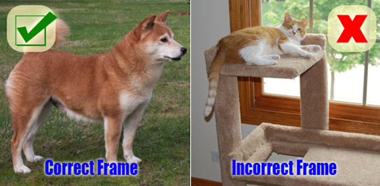 Well Framed vs. Poorly Framed Dog Photos