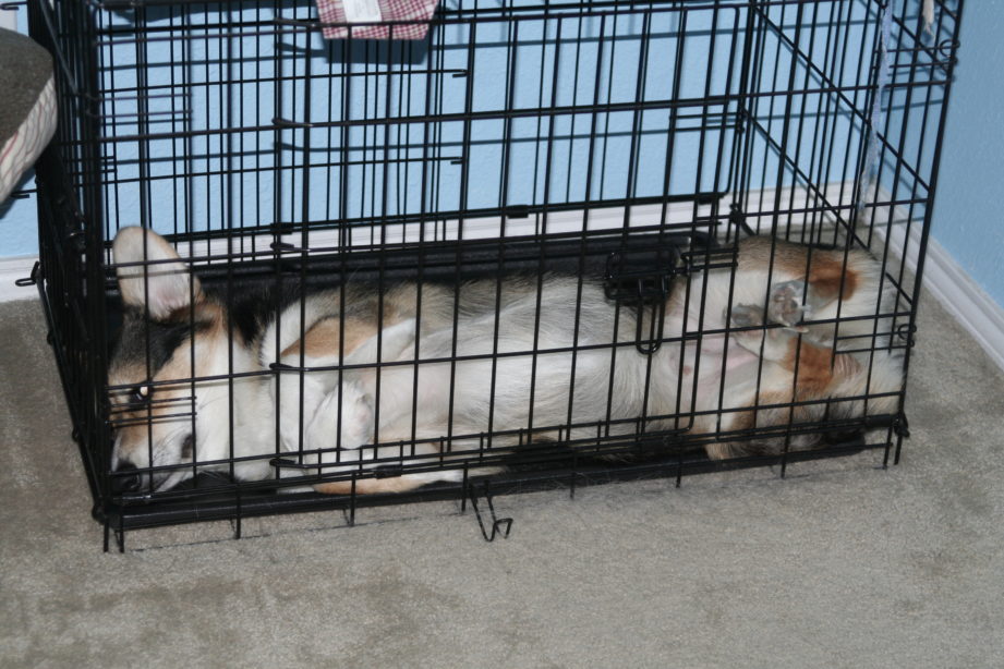 Dog laying along the front wall of their crate