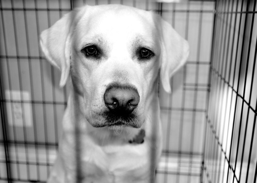 Black and white picture of sad dog in a crate