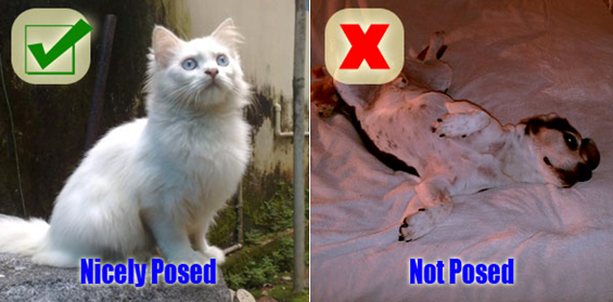 Well Posed vs. Poorly Posed Pet Photos