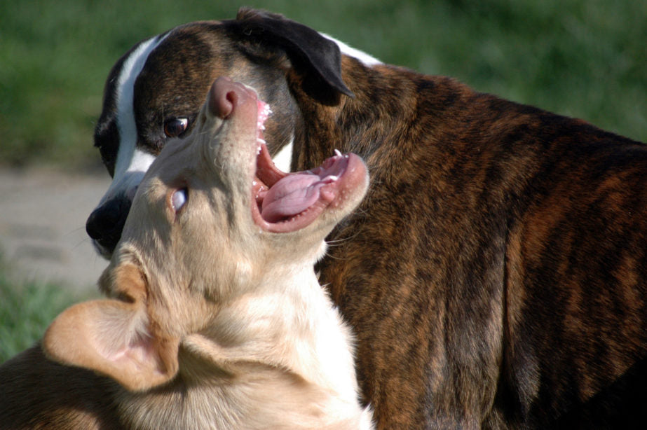 Les chiens jouent à se mordre les uns les autres