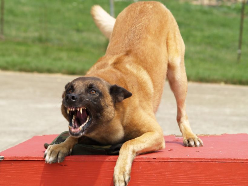 Angry snarling dog in a bowed position