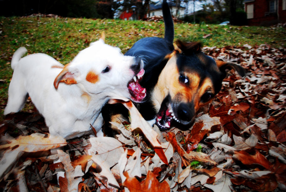 Two dogs fighting in a pile of leaves