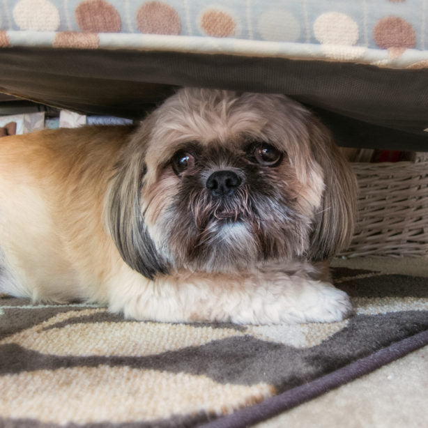 Scared dog hiding beneath a chair.