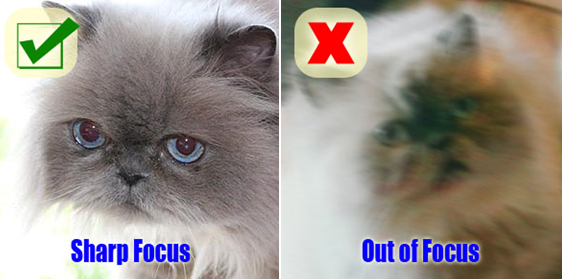 Well Focused vs. Poorly Focused Cat Photos