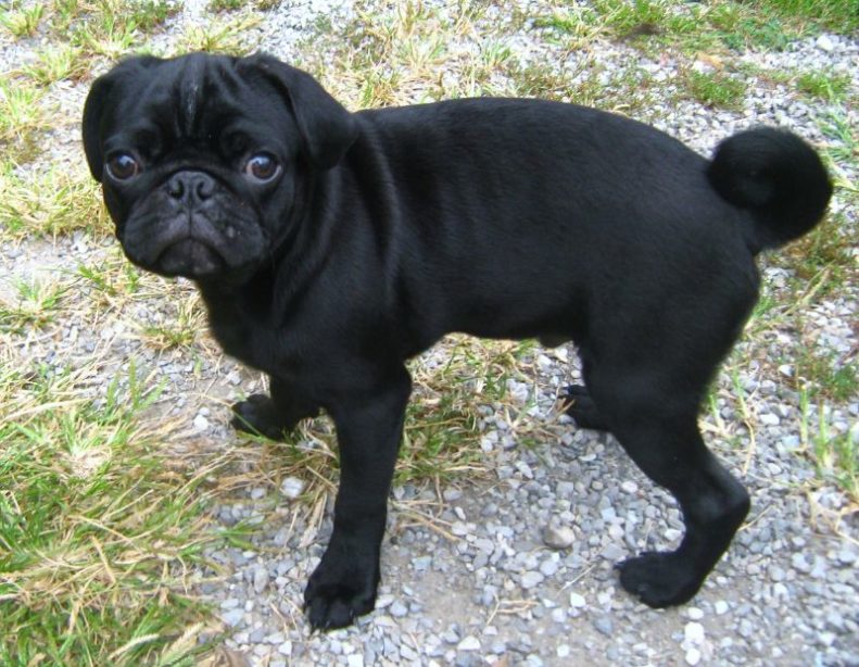 Scared black pug cowering