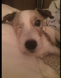 Photo mal éclairée d'un chien borgne allongé sur un lit