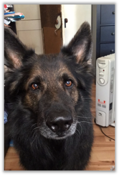 Black dog with ear cut off by photo frame