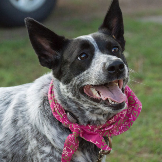 Chien de bétail australien souriant