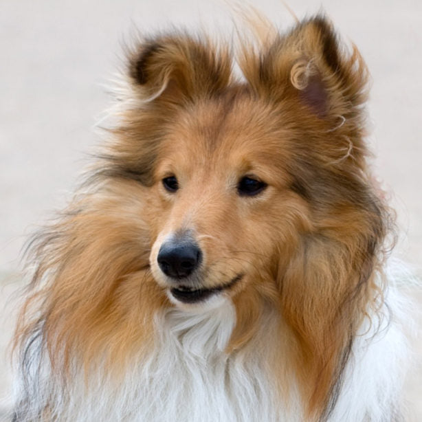 Shetland Sheepdog