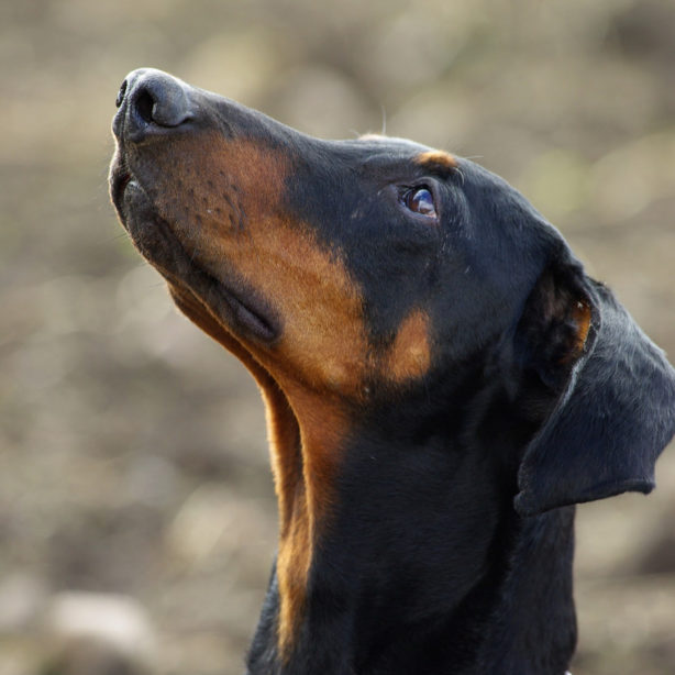 Doberman Pinscher