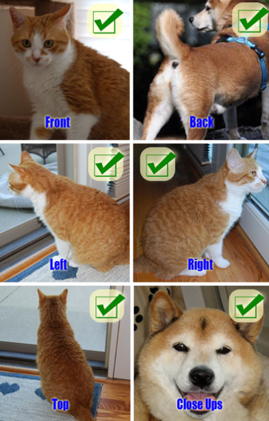 Different angles of pet photos
